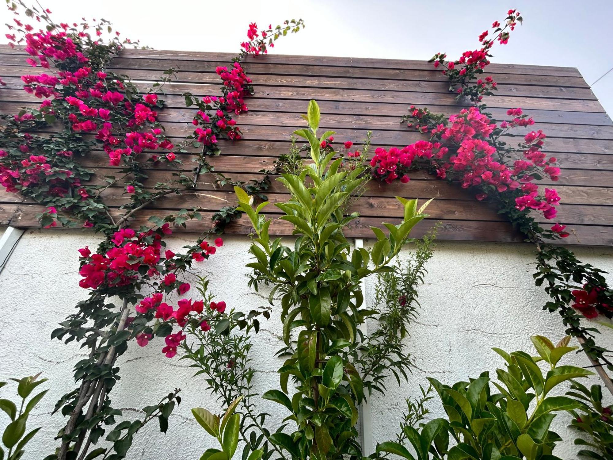 Aithonas Villa Αρχάγγελος Δωμάτιο φωτογραφία
